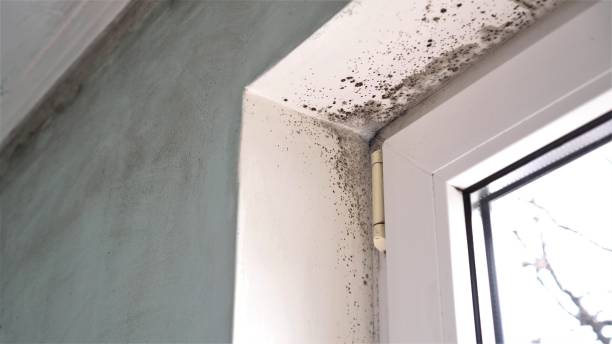 Best Real Estate Mold Inspection  in Hutto, TX